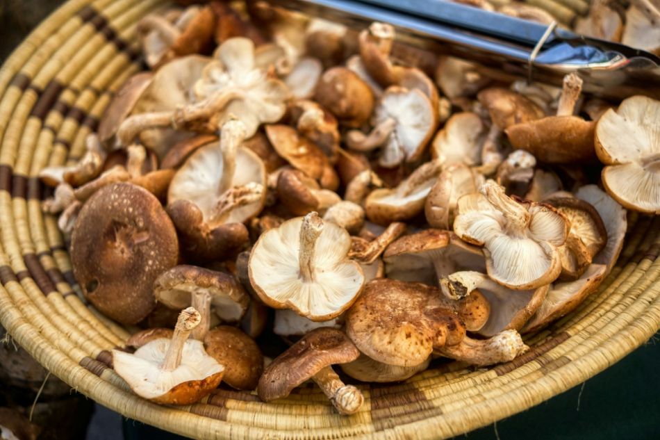 Vitamin B in mushrooms: energy, brain, and nervous system